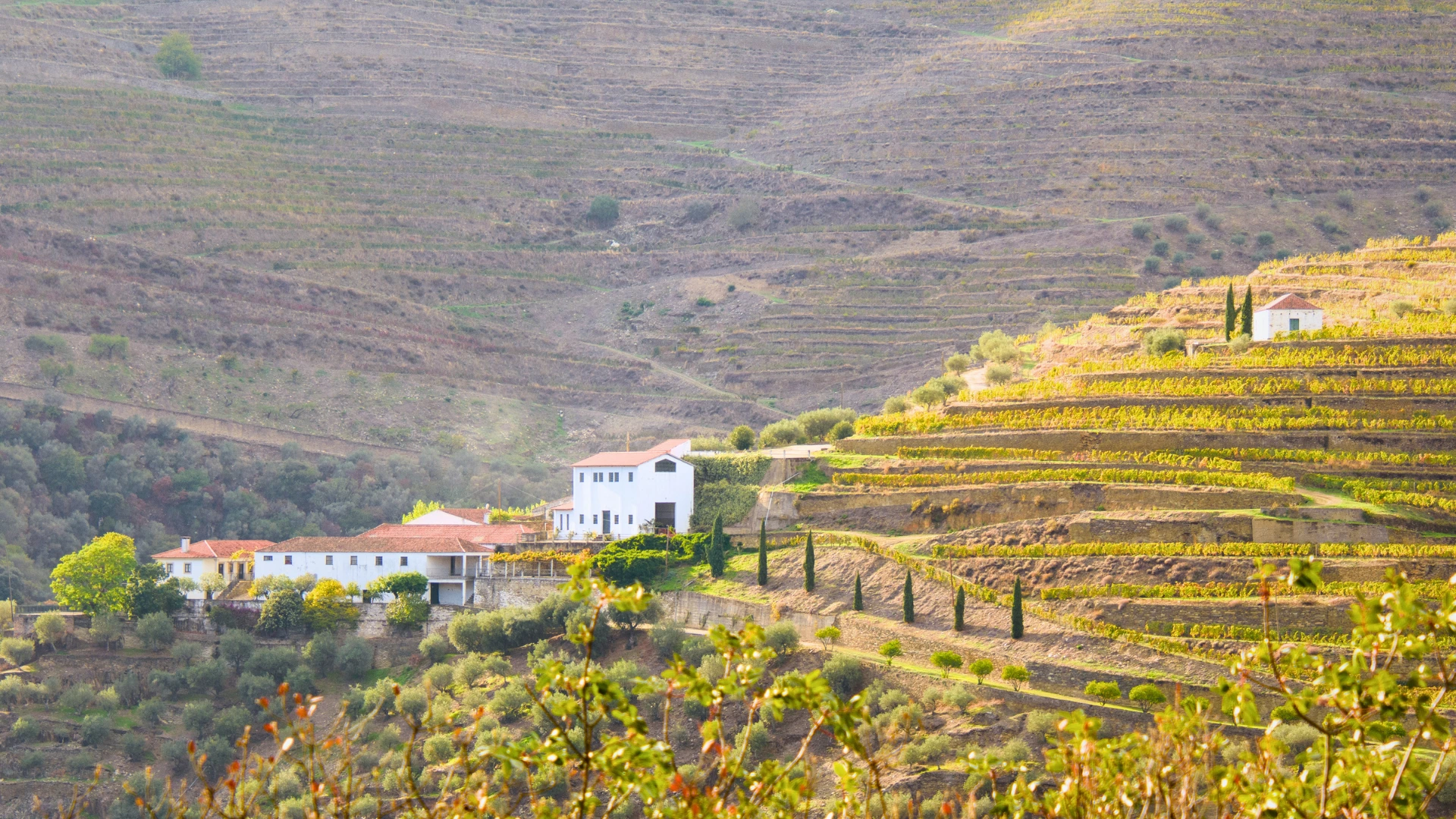 Terraced vineyards and quinta buildings on the hills around Pinhão.