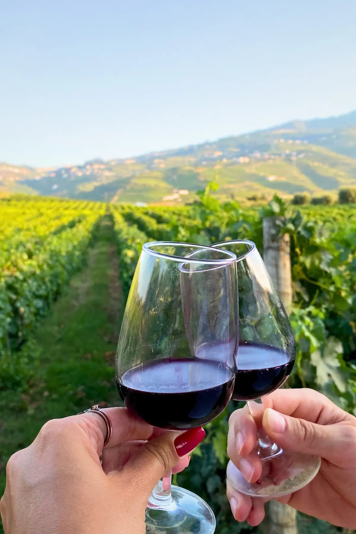 Two glasses of red wine raised for a tasting among rows of grapevines.