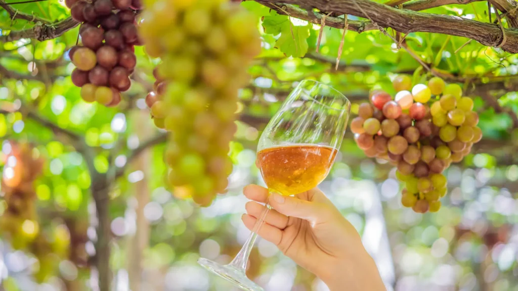 Wine glass held beneath grapevines at a Douro Valley vineyard.