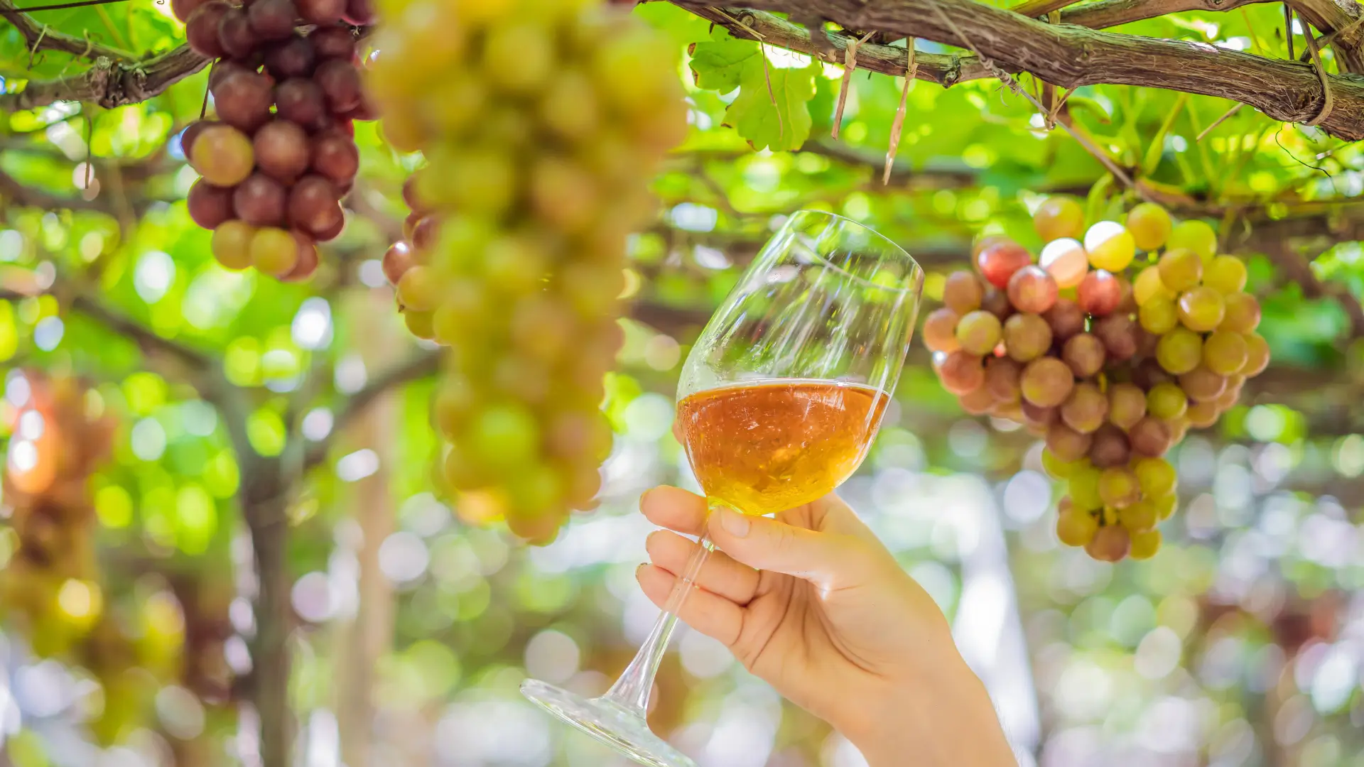 Wine glass held beneath grapevines at a Douro Valley vineyard.